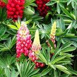 Image result for Lupinus polyphyllus Lindl.