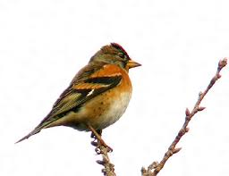 「アトリ・レギンハルト」の画像検索結果