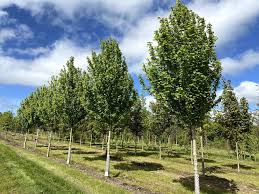 Attēlu rezultāti vaicājumam “Acer campestre”