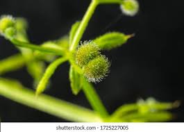 Attēlu rezultāti vaicājumam “Galium aparine fruit”