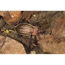 Attēlu rezultāti vaicājumam “Carabus cancellatus”