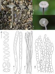 Attēlu rezultāti vaicājumam “Helvella macropus”