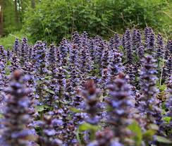Image result for Ajuga reptans