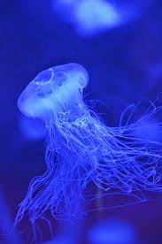Image result for Cyanea capillata