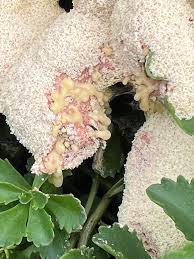 Attēlu rezultāti vaicājumam “Colloderma robustum”