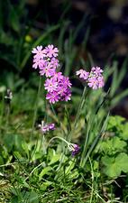 Attēlu rezultāti vaicājumam “Primula farinosa fruit”
