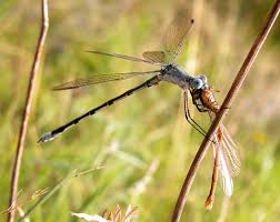 Attēlu rezultāti vaicājumam “Lestidae”