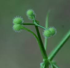 Attēlu rezultāti vaicājumam “Galium aparine fruit”
