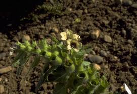 Image result for bilsenkraut