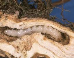 Attēlu rezultāti vaicājumam “Stemonaria irregularis”