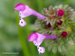 Attēlu rezultāti vaicājumam “Lamium amplexicaule flower”