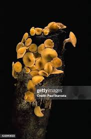 Attēlu rezultāti vaicājumam “Hymenoscyphus calyculus”