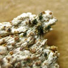 Attēlu rezultāti vaicājumam “Microcalicium disseminatum”