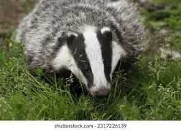 Attēlu rezultāti vaicājumam “Meles meles adult”