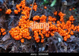 Attēlu rezultāti vaicājumam “Hemitrichia chrysospora plasmodium”