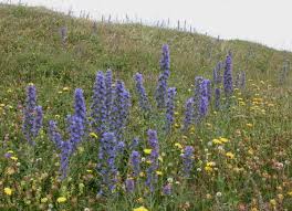 Attēlu rezultāti vaicājumam “Echium vulgare flower”