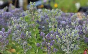 Image result for Eryngium `Blue Hobbit`