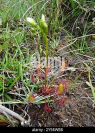 Attēlu rezultāti vaicājumam “Drosera x obovata leaf”