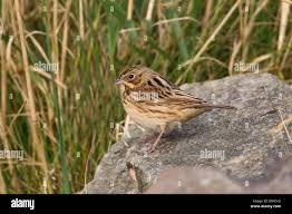 Image result for Emberiza fucata