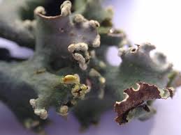 Attēlu rezultāti vaicājumam “Symphytocarpus flaccidus sessile”