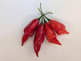 Afbeeldingsresultaat voor chili maya hot pepper hot pepper