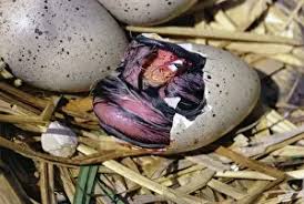 Attēlu rezultāti vaicājumam “Fulica atra eggs”