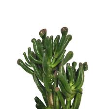 Image result for Crassula hobbit