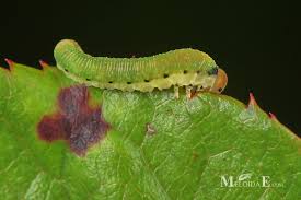 Attēlu rezultāti vaicājumam “Allantus cinctus”
