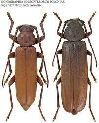 Attēlu rezultāti vaicājumam “Criocephalus rusticus”