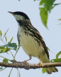 Image result for Dendroica striata