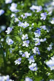 Attēlu rezultāti vaicājumam “Veronica filiformis flower”