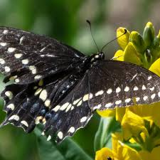 Attēlu rezultāti vaicājumam “Papilio machaon upperside”