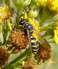Attēlu rezultāti vaicājumam “Cerceris arenaria”