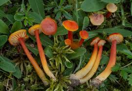 Attēlu rezultāti vaicājumam “Hygrocybe cantharellus”