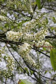 Attēlu rezultāti vaicājumam “Prunus padus var. roseiflora flower”