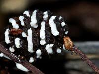 Attēlu rezultāti vaicājumam “Physarum bivalve”