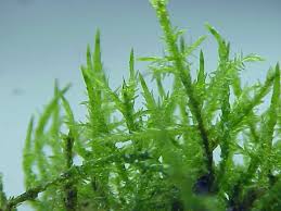 Attēlu rezultāti vaicājumam “Calliergonella cuspidata”