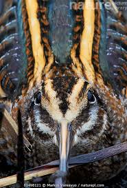 Image result for Lymnocryptes minimus