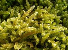 Attēlu rezultāti vaicājumam “Hypnum cupressiforme var. filiforme”