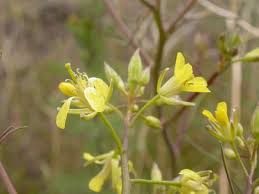 Attēlu rezultāti vaicājumam “Sisymbrium altissimum leaf”