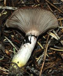 Attēlu rezultāti vaicājumam “Gomphidius glutinosus”