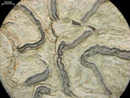 Attēlu rezultāti vaicājumam “Plectocarpon lichenum”