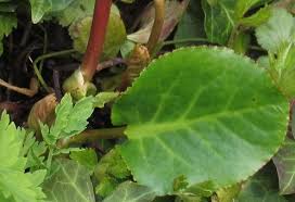 Attēlu rezultāti vaicājumam “Bergenia crassifolia”