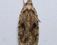 Attēlu rezultāti vaicājumam “Agonopterix aranella”