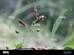 Attēlu rezultāti vaicājumam “Taphrina padi”