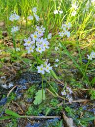 Attēlu rezultāti vaicājumam “Hottonia palustris flower”