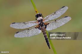 Attēlu rezultāti vaicājumam “Libellula quadrimaculata exuvia”