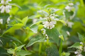 Attēlu rezultāti vaicājumam “Lamium album flower”