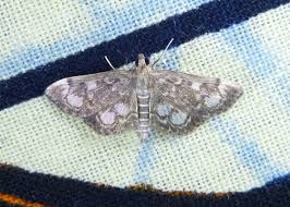 Attēlu rezultāti vaicājumam “Anania coronata”