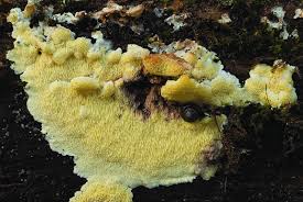 Attēlu rezultāti vaicājumam “Antrodiella”